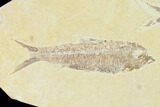 Pair of Fossil Fish (Knightia) - Wyoming #148589-1
